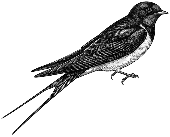 Hirundo rustica